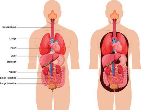 parts of female body diagram