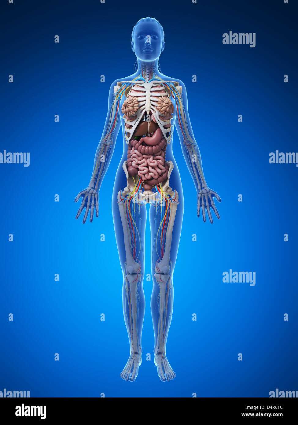 parts of female body diagram