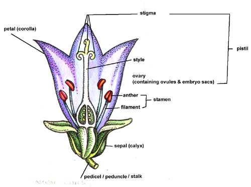 parts of flower diagram