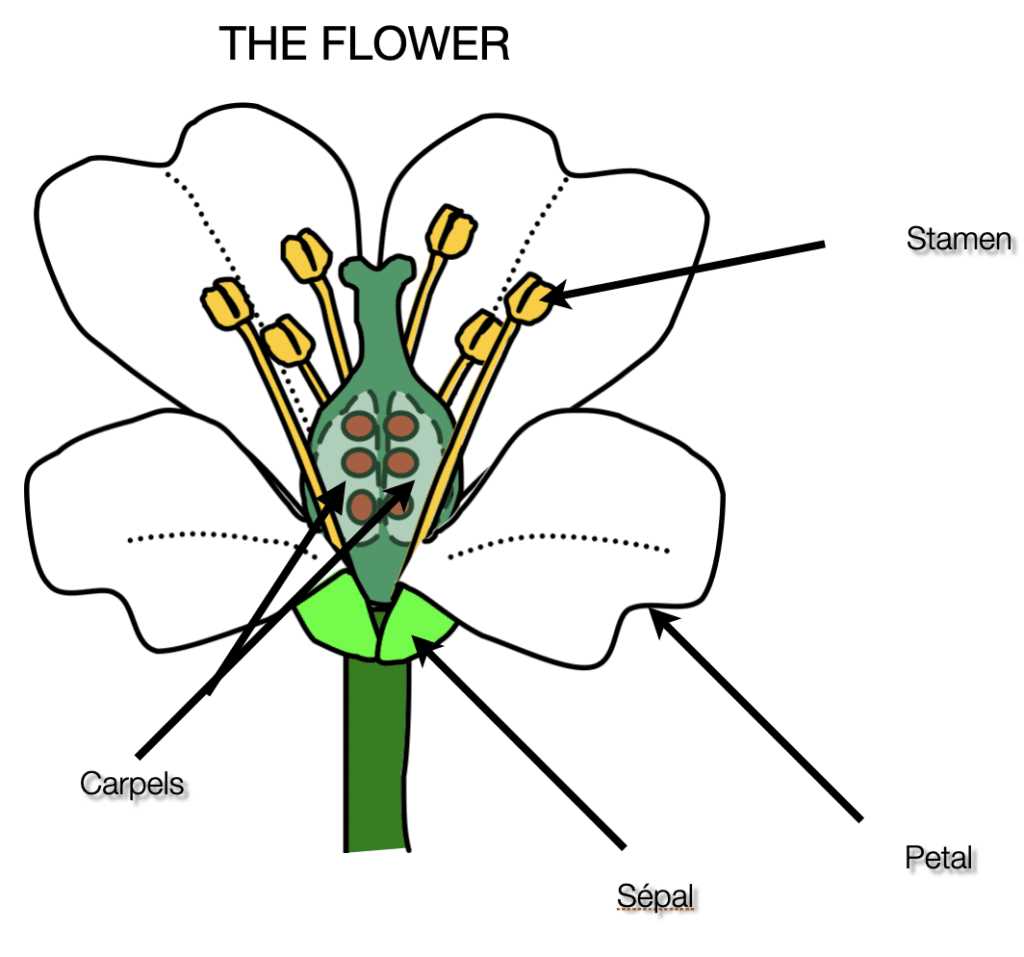 parts of flower diagram labeled