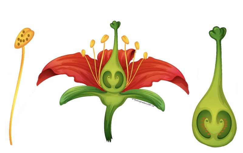 parts of flower diagram labeled