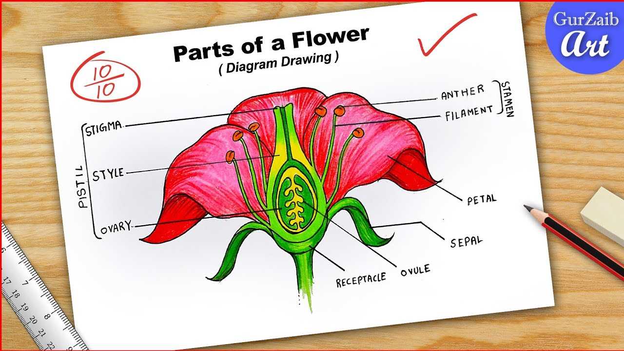 parts of flower diagram