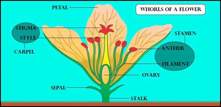 parts of flower diagram