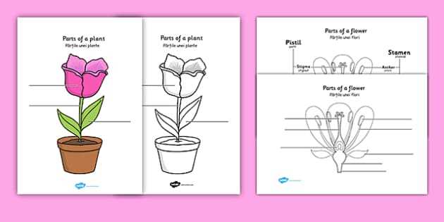 parts of flower labelled diagram