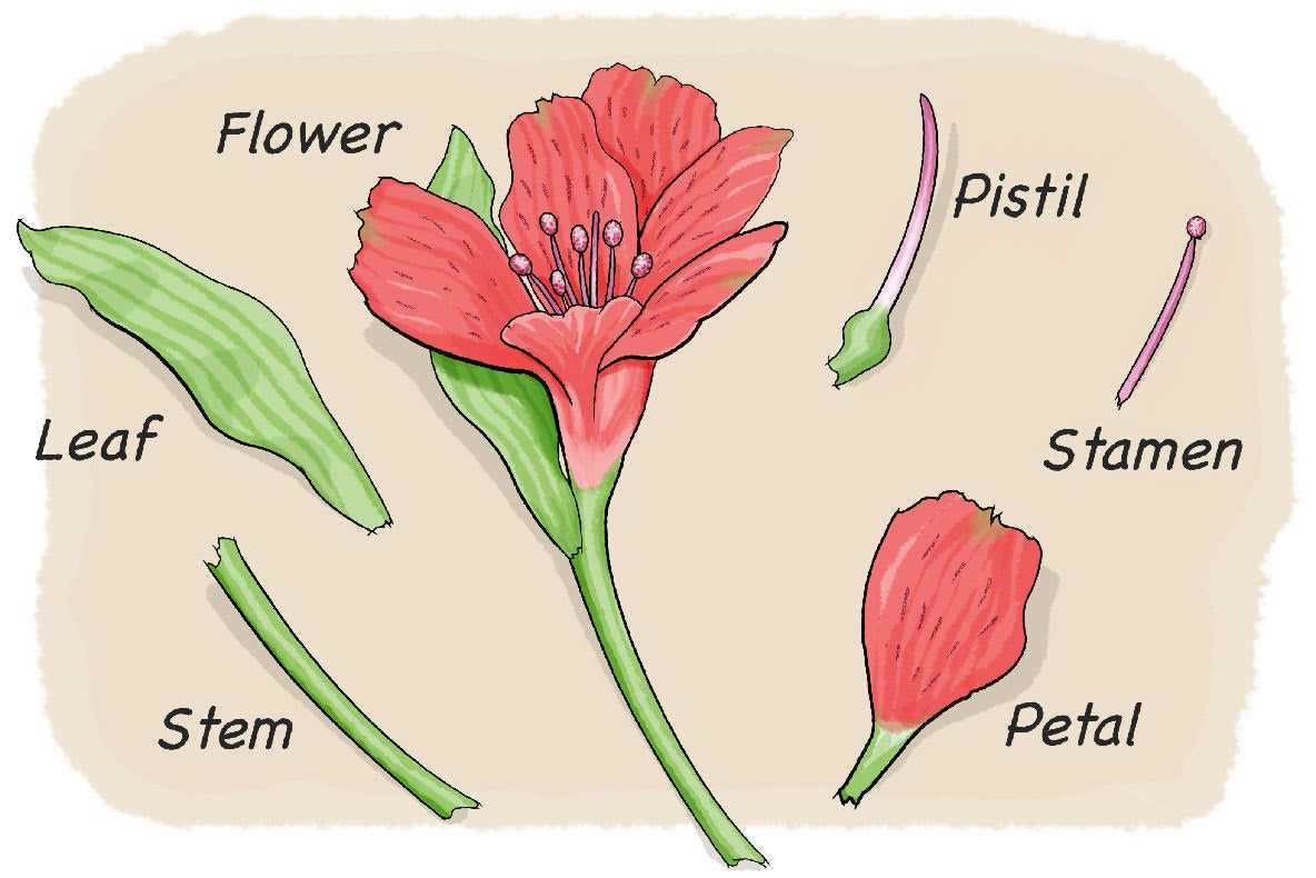 parts of flower with diagram