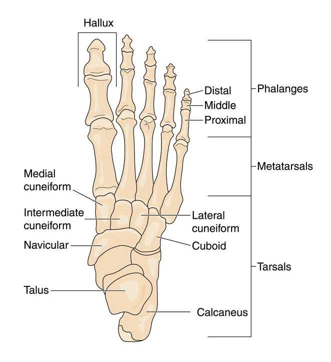 parts of foot diagram