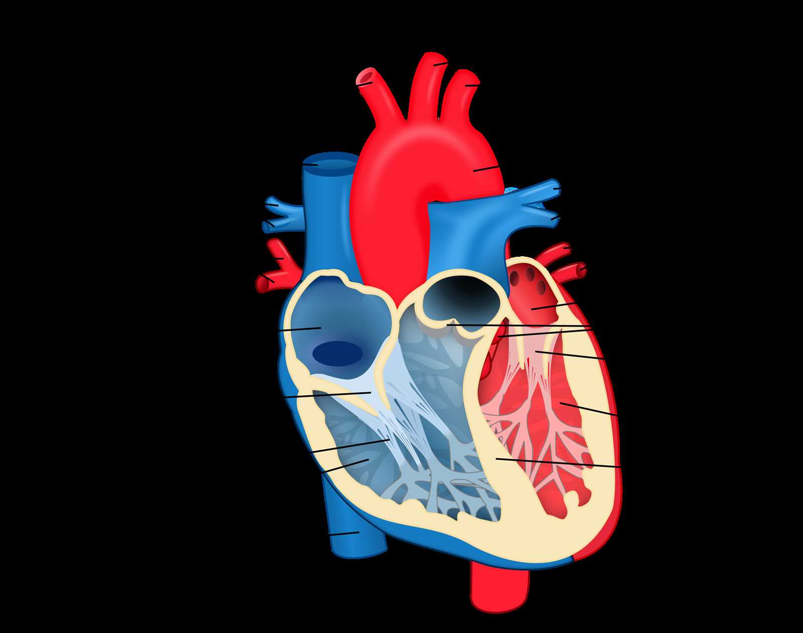 parts of heart diagram