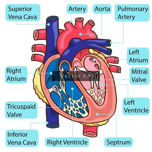 parts of heart diagram