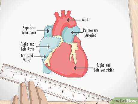 parts of heart diagram