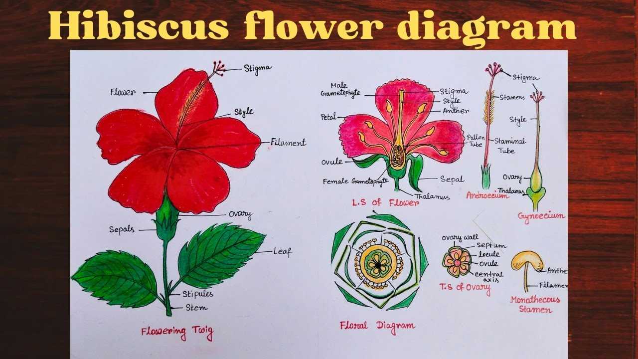 parts of hibiscus flower diagram