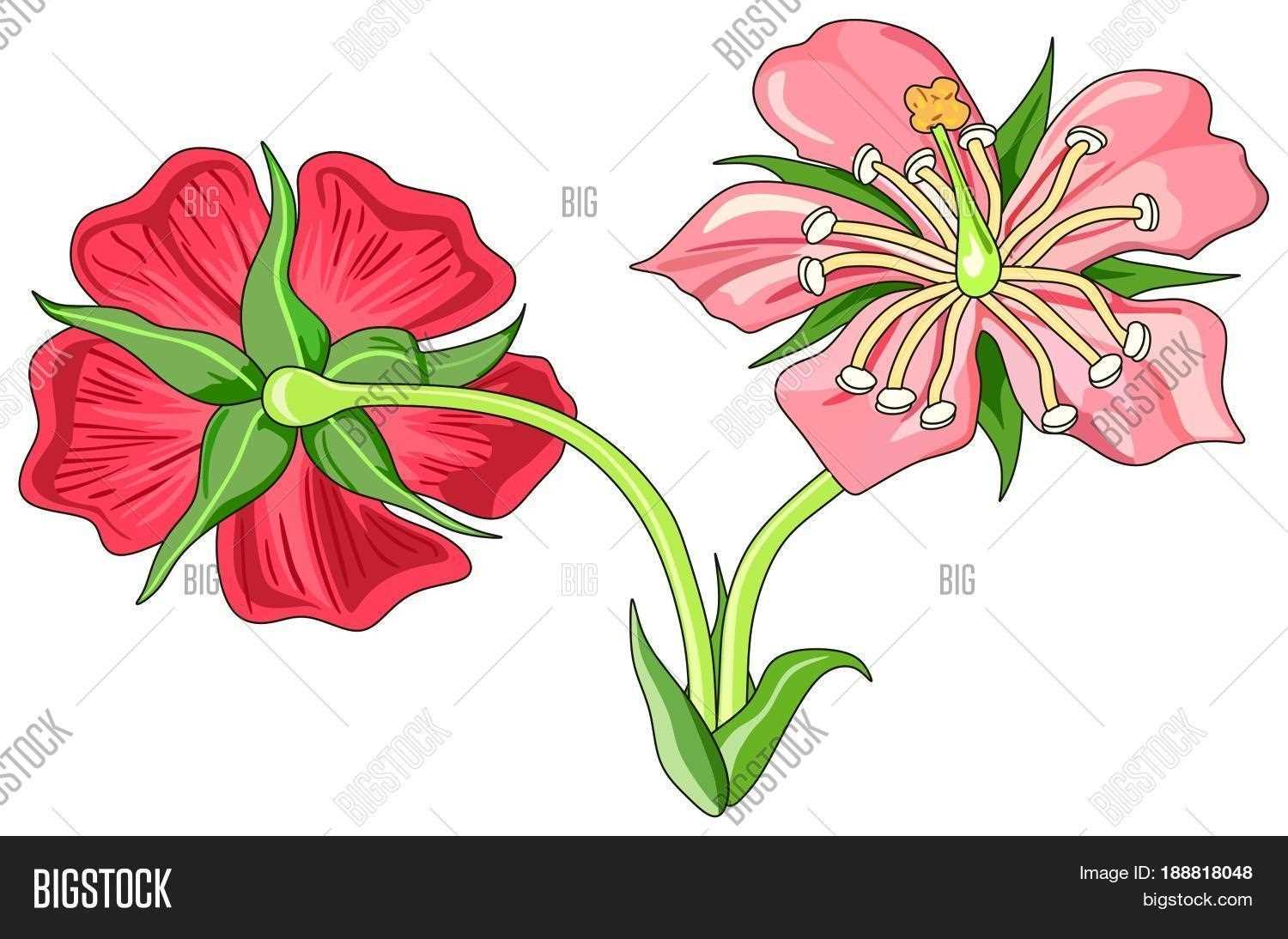 parts of hibiscus flower diagram