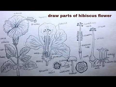 parts of hibiscus flower diagram