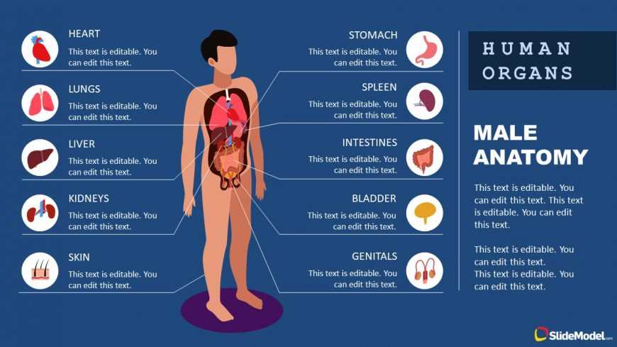 parts of human body diagram