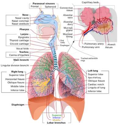 parts of human body diagram