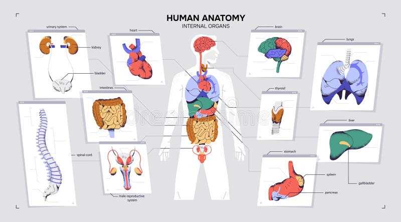 parts of human body diagram