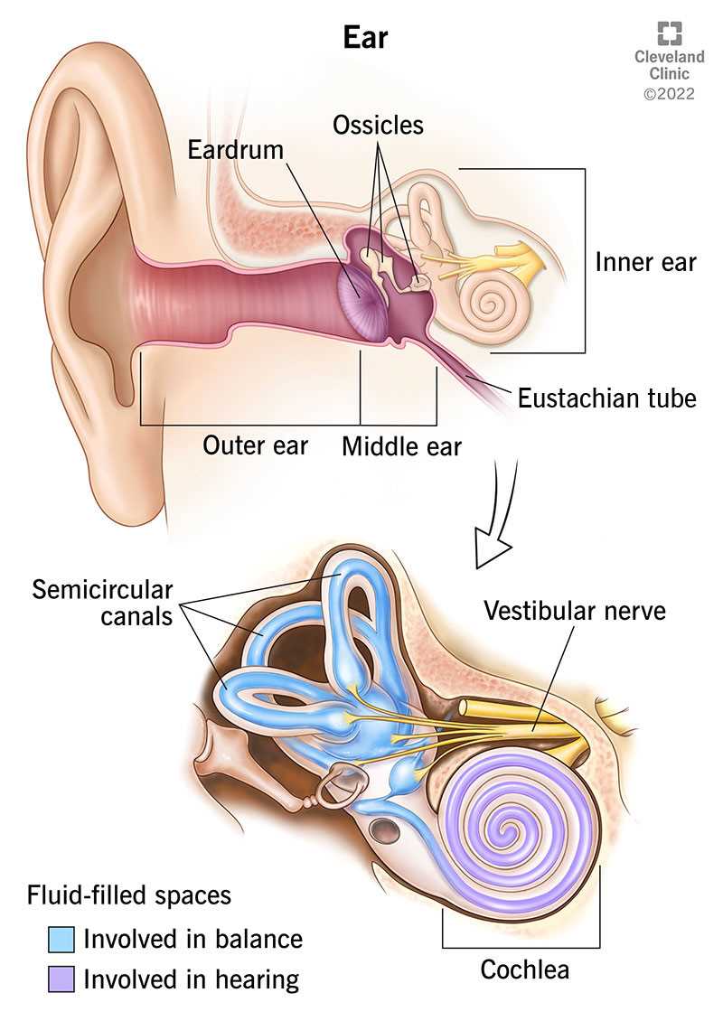 parts of human ear diagram