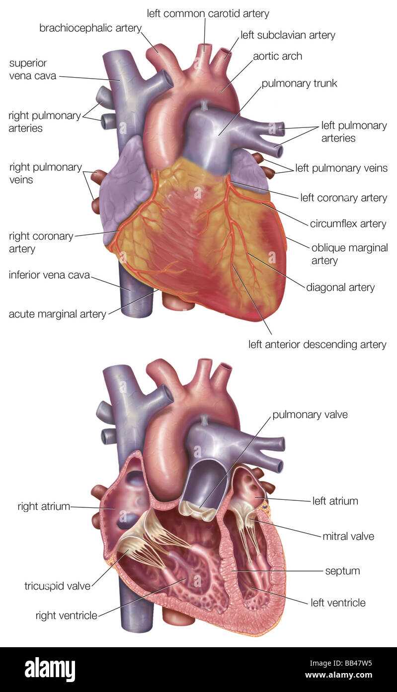 parts of human heart diagram