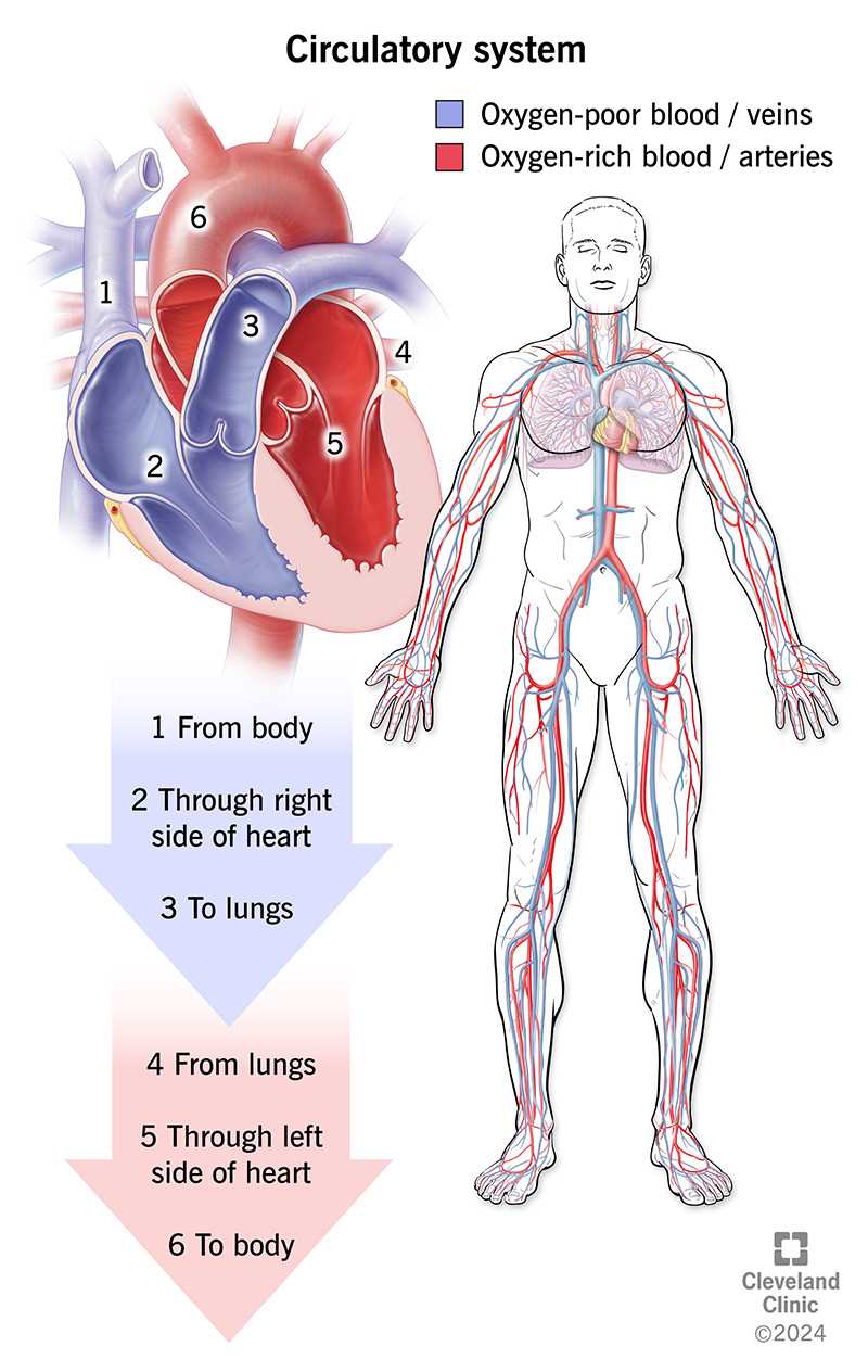 parts of human heart diagram