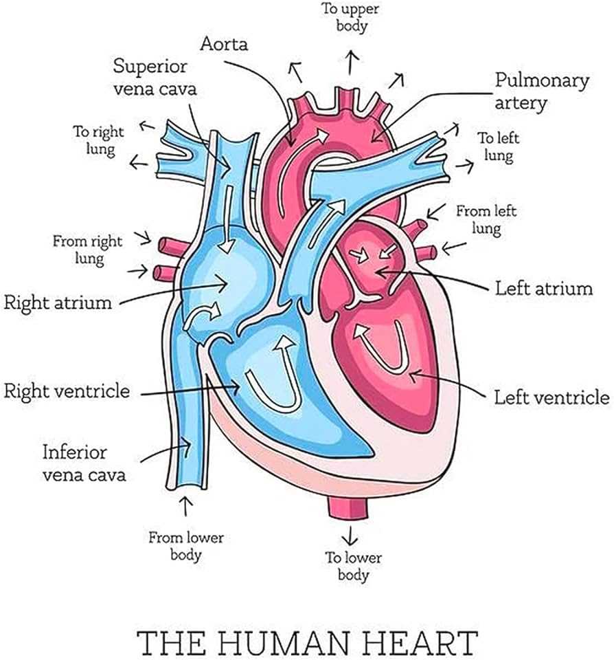 parts of human heart diagram