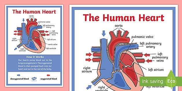 parts of human heart diagram