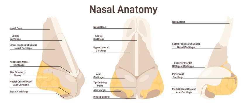 parts of human nose diagram