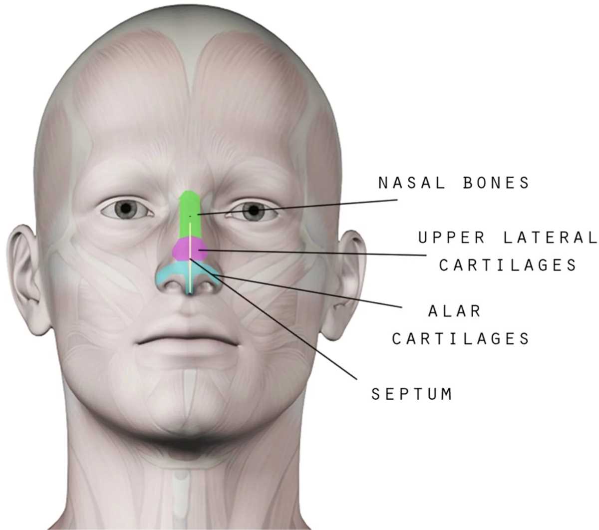 parts of human nose diagram