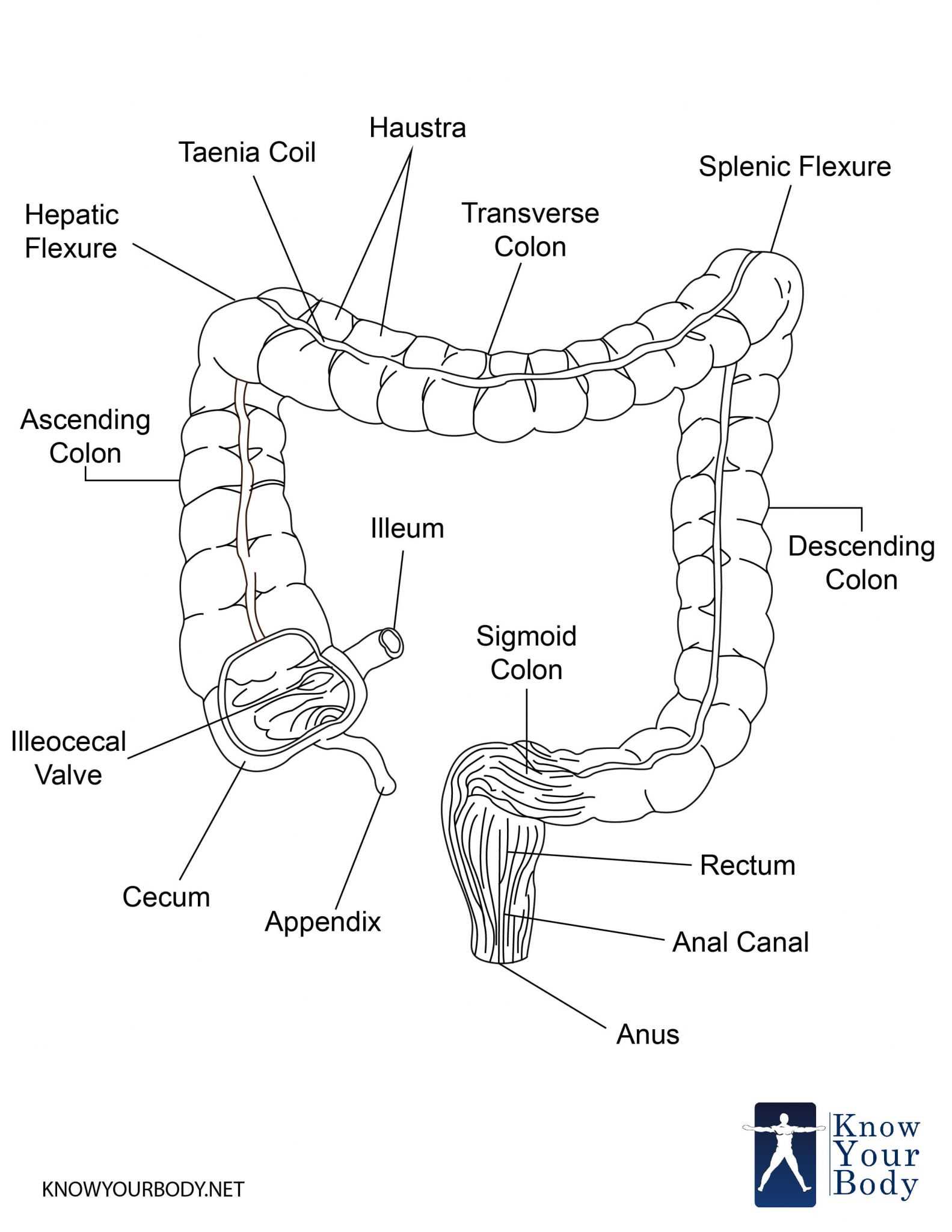 parts of large intestine diagram