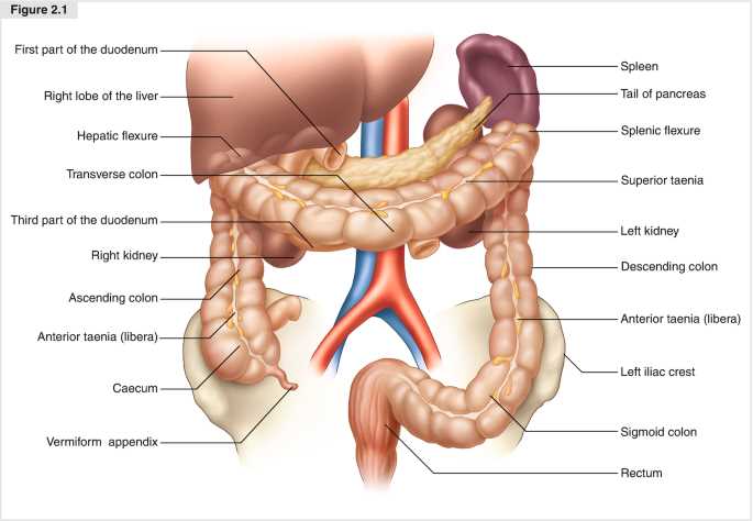 parts of large intestine diagram