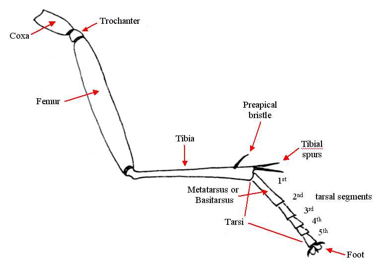 parts of leg diagram