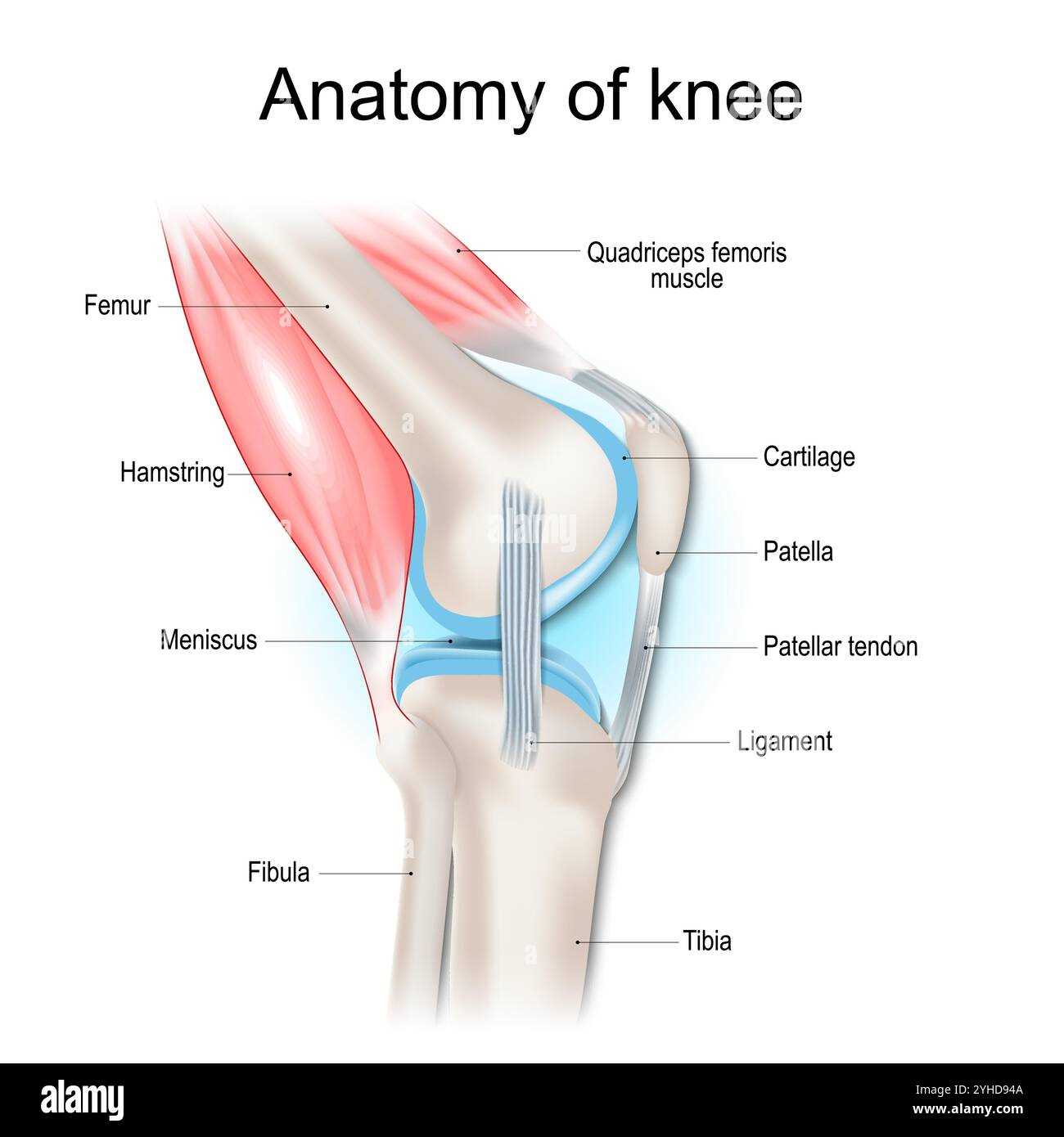 parts of leg diagram