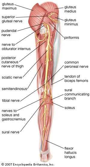 parts of leg diagram