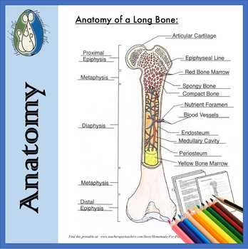 parts of long bone diagram