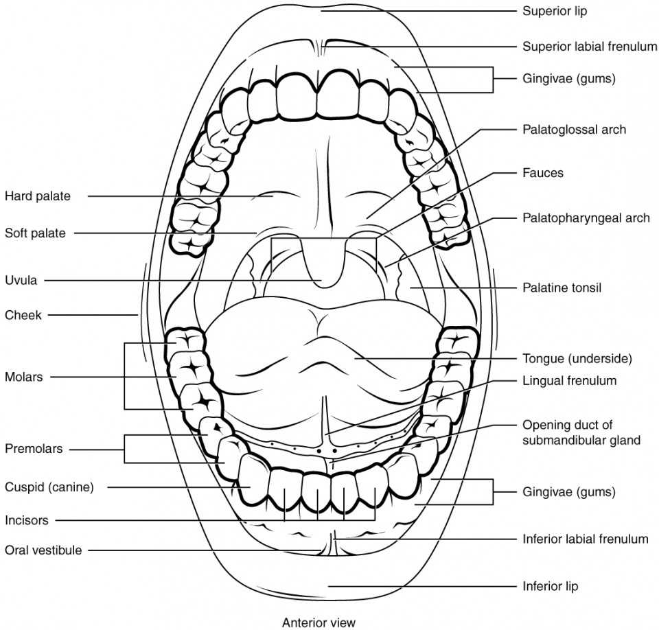 parts of mouth diagram