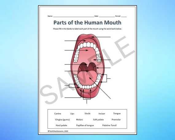 parts of mouth diagram