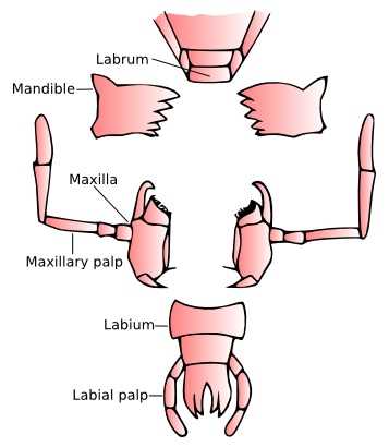 parts of mouth diagram