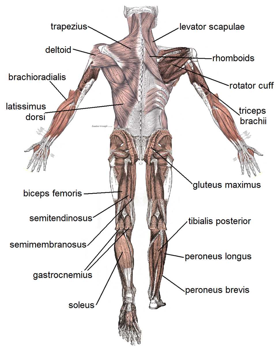 parts of muscle diagram