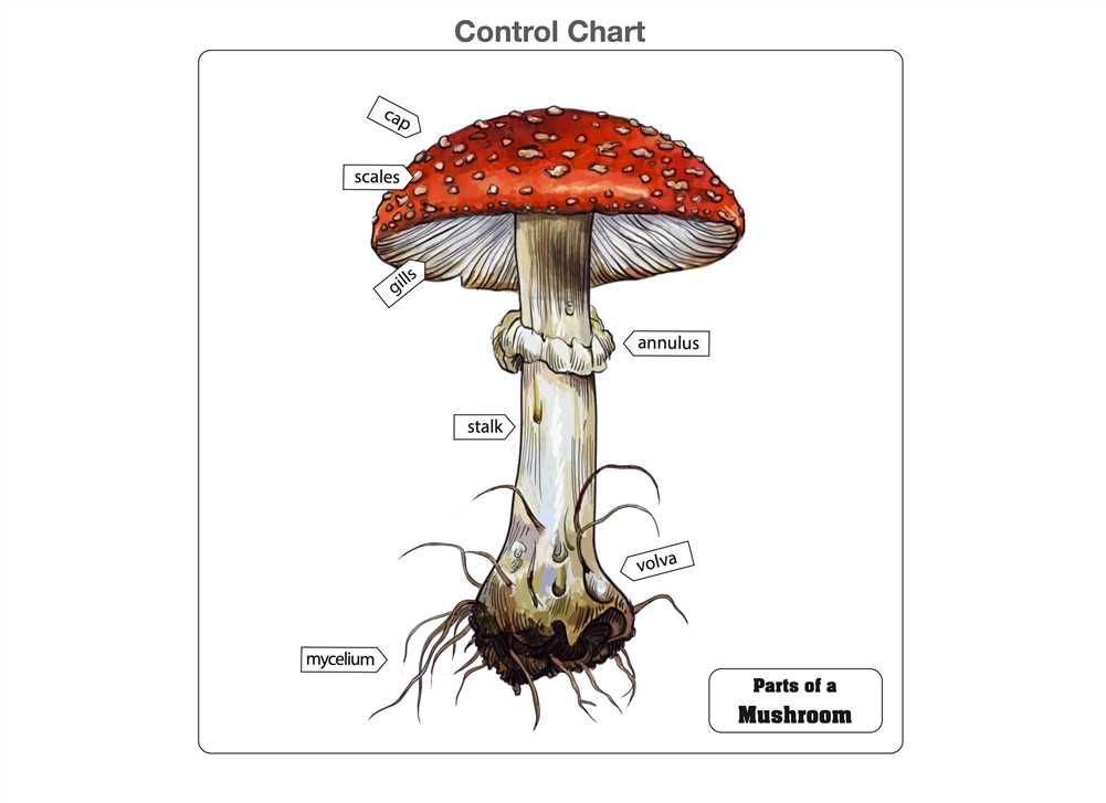 parts of mushroom diagram