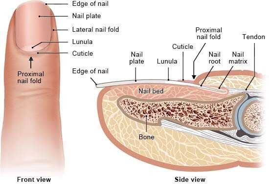 parts of nail diagram