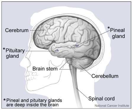 parts of nervous system diagram