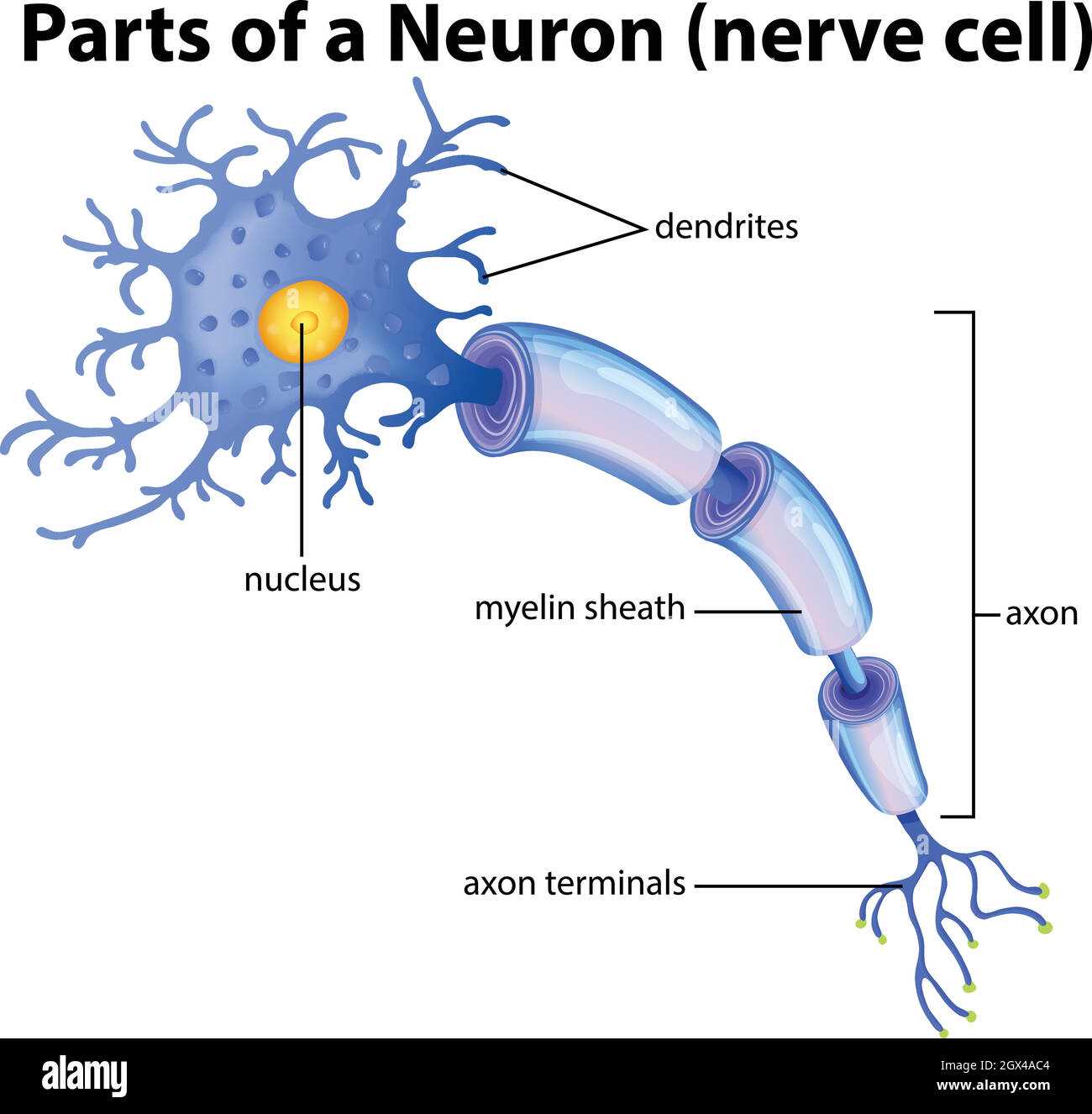 parts of neuron diagram