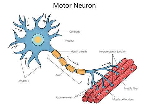 parts of neuron diagram