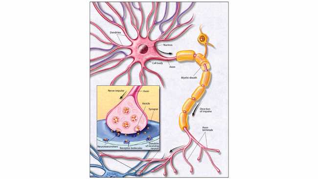 parts of neuron diagram