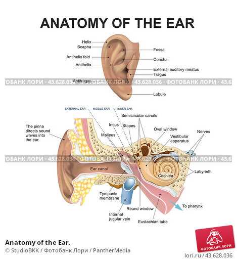 parts of outer ear diagram