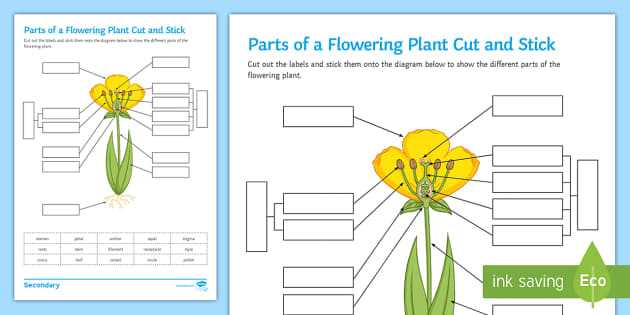 parts of plants diagram without label