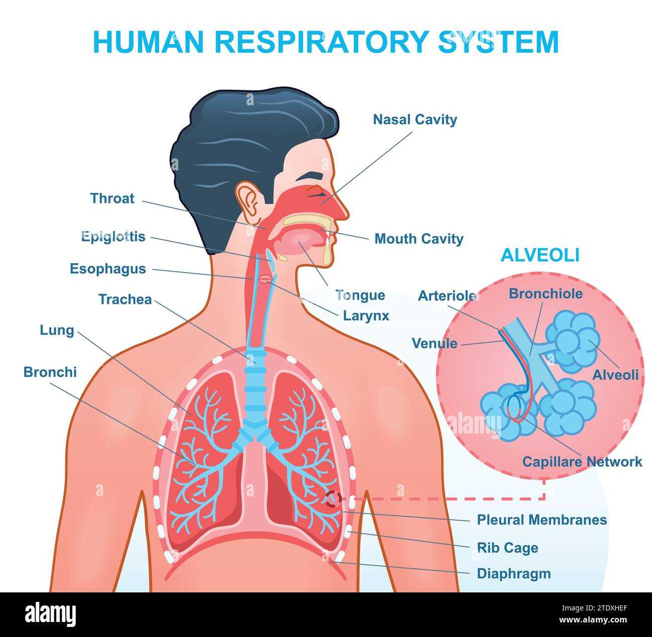 parts of respiratory system diagram