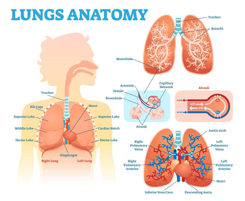 parts of respiratory system diagram