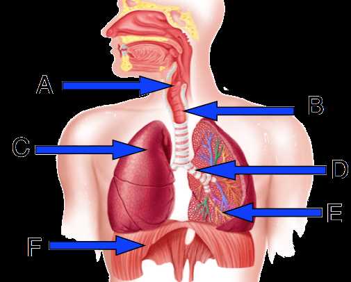 parts of respiratory system diagram