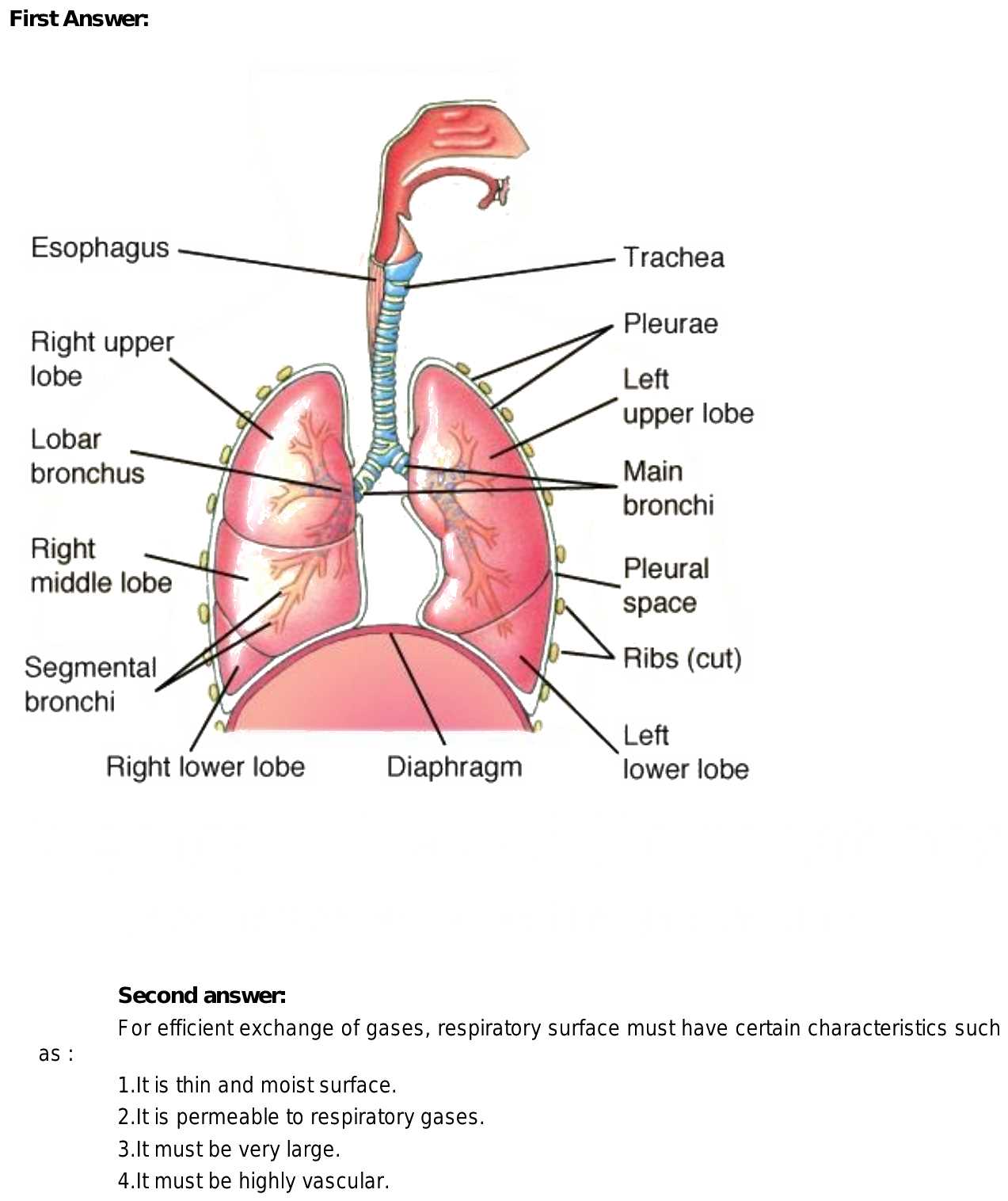 parts of respiratory system diagram