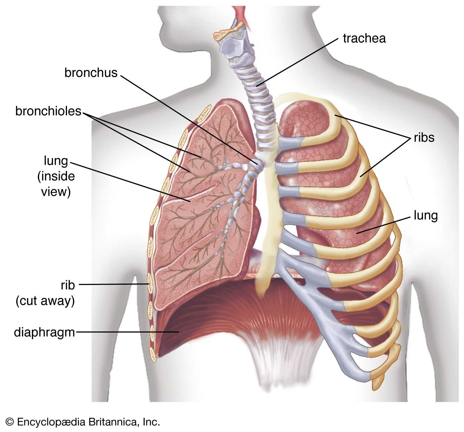 parts of respiratory system diagram