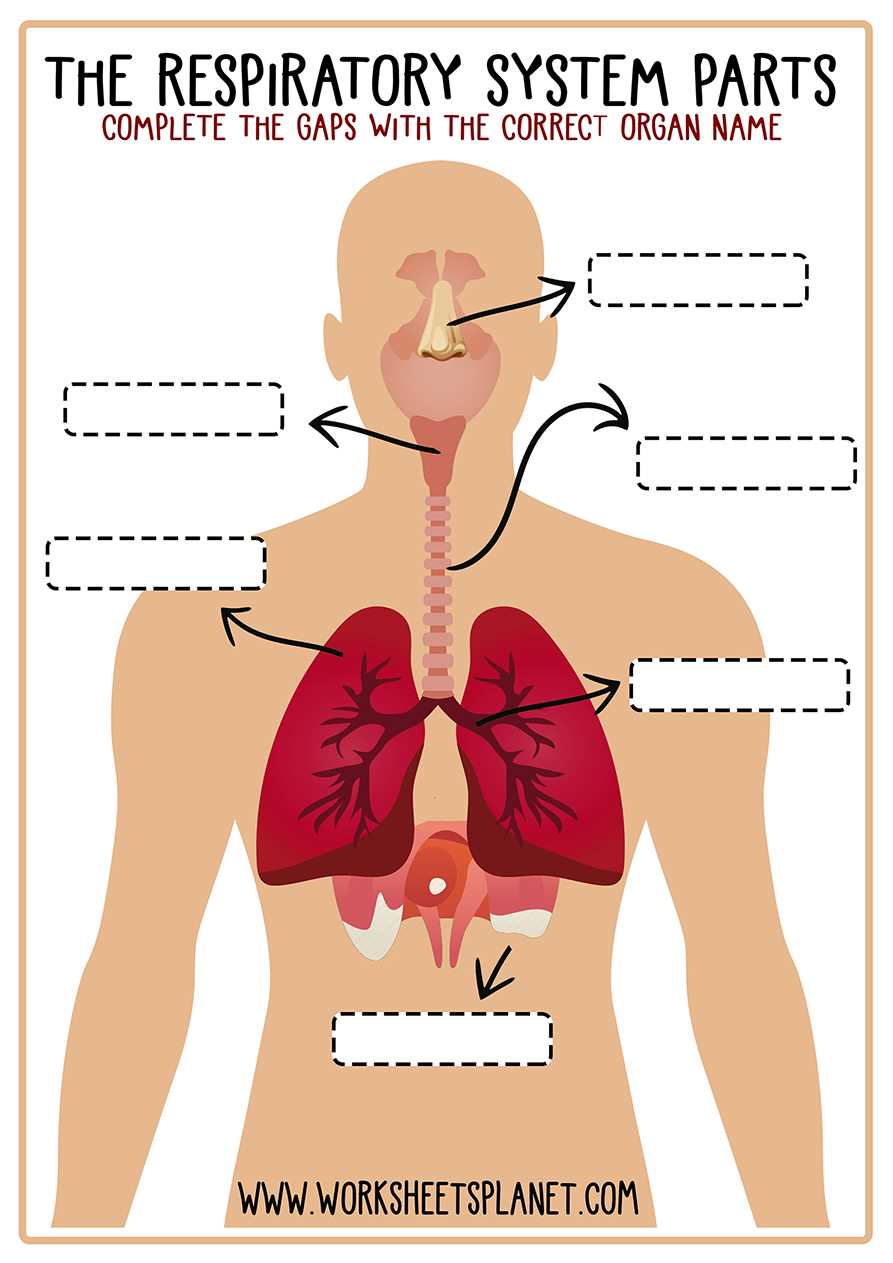 parts of respiratory system diagram